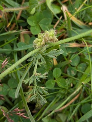 Torilis nodosa, photograph Jamie O'Neill, CC BY, iNaturalist via GBIF