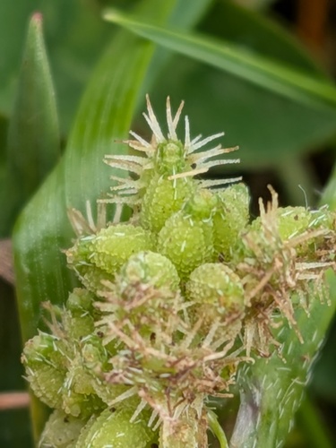 Torilis nodosa, photograph 6