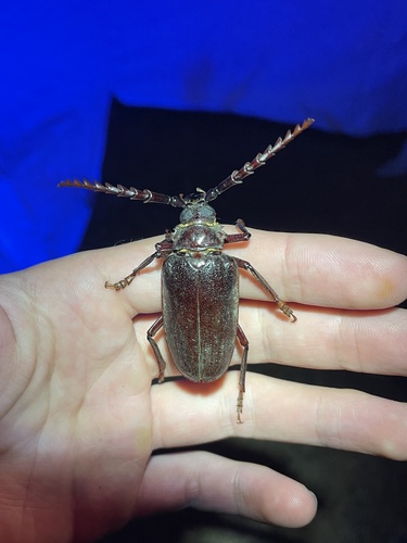 iNaturalist observation photo of California Root Borer