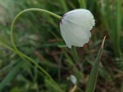 Papaver dubium austromoravicum