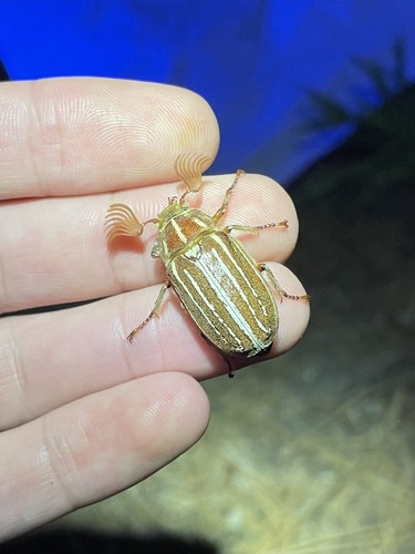 iNaturalist observation photo of Polyphylla sobrina