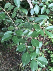 Syzygium formosanum