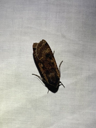 iNaturalist observation photo of Cutworm Moths and Allies