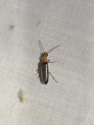 iNaturalist observation photo of Xanthochroina bicolor