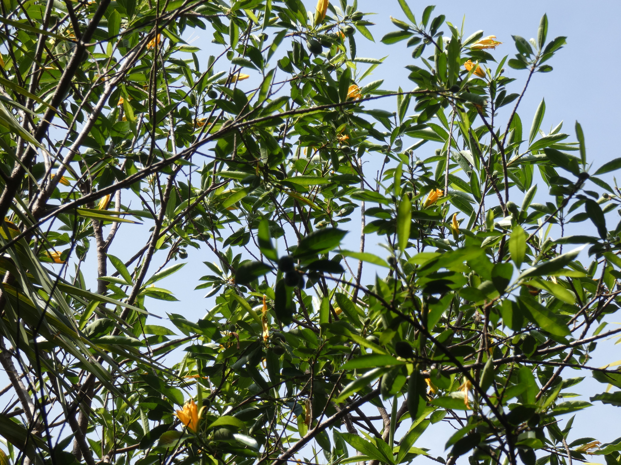Imagem de Flor-de-maio