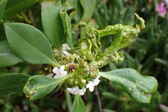 Klambothrips myopori