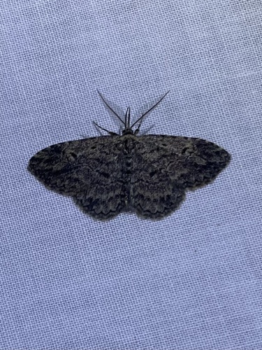 iNaturalist observation photo of Butterflies and Moths