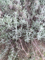 Santolina chamaecyparissus