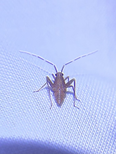 iNaturalist observation photo of Plant Bugs