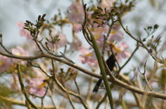 Icterus spurius