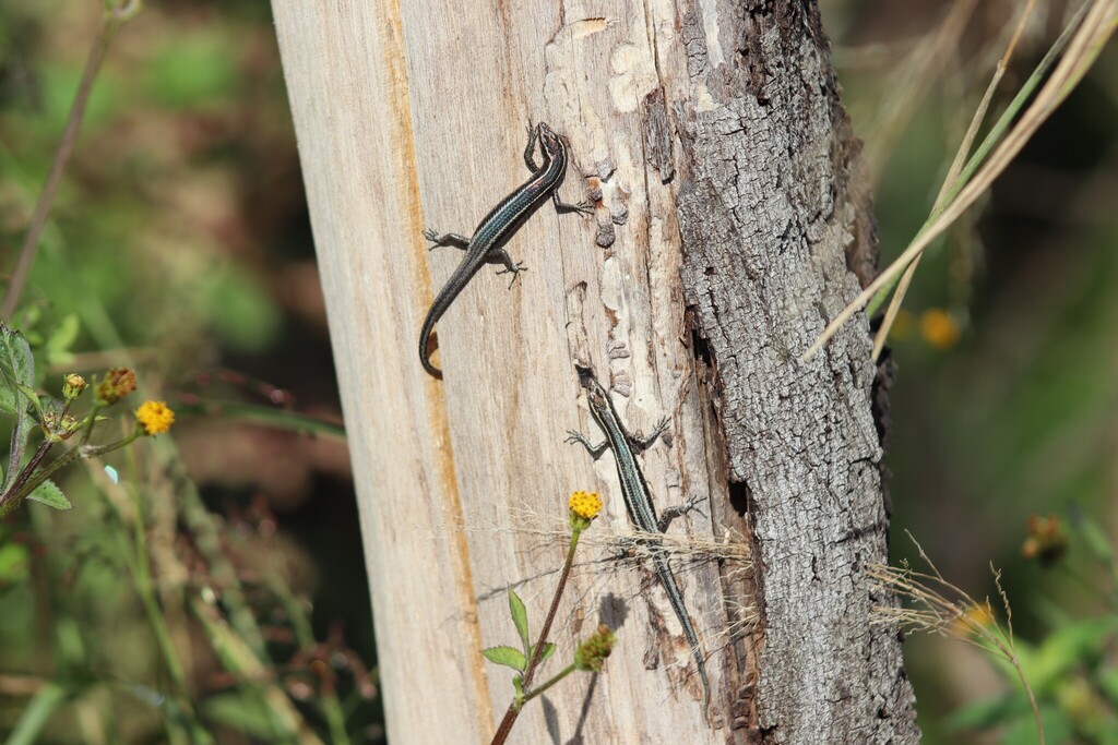 Elegant Snake-Eyed Skink