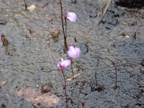 Utricularia lateriflora, photograph 5