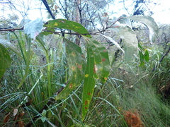 Acacia flavescens, photograph author not stated, no rights reserved