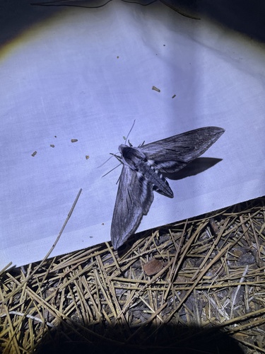 iNaturalist observation photo of Sphinx Moths