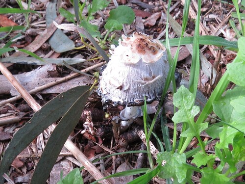 Shaggy Mane