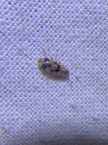 iNaturalist observation photo of Beetles