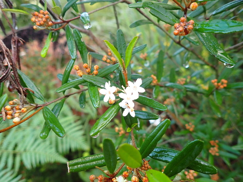 Phebalium woombye, photograph 4