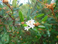 Phebalium woombye, photograph author not stated, no rights reserved