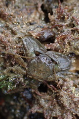 Petrolisthes cabrilloi