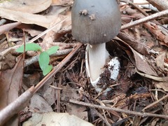 Amanita cheelii
