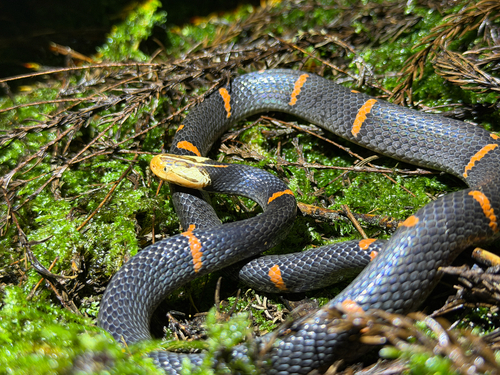 Fea's Viper
