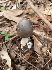 Amanita cheelii