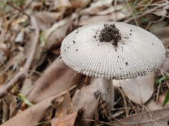Amanita cheelii