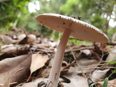 Amanita cheelii