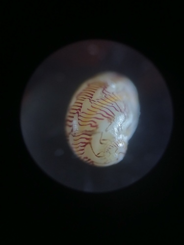 Smaragdia souverbiana