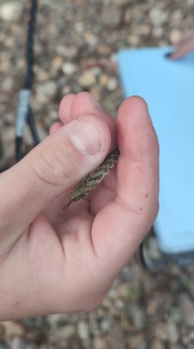 Tessellated Water Snake