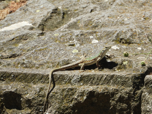 Italian Wall Lizard