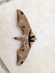 Adhemarius gannascus