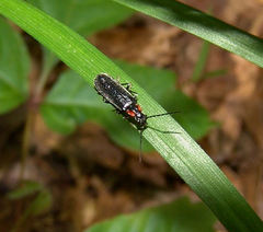 Rhagonycha angulata