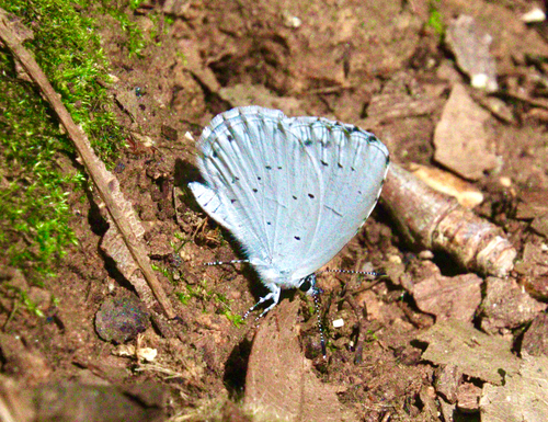 Holly Blue