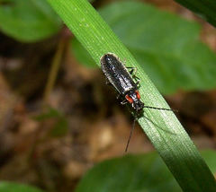 Rhagonycha angulata