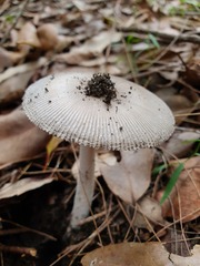 Amanita cheelii