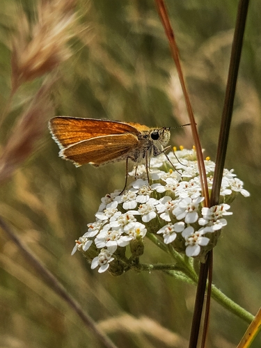 Essex Skipper
