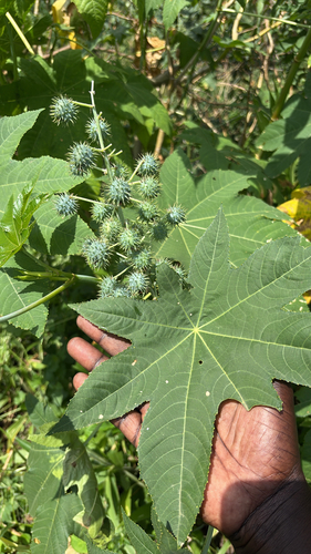 castor bean