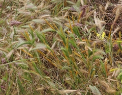 Puccinia striiformis