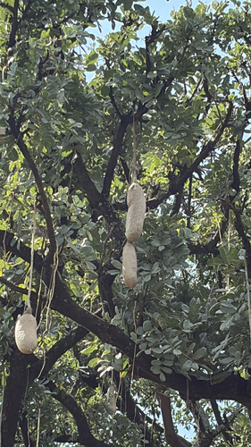 Sausage tree