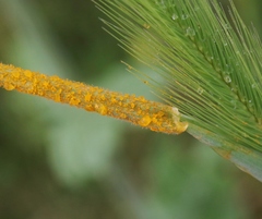 Puccinia striiformis
