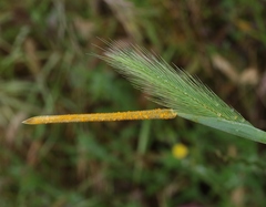 Puccinia striiformis