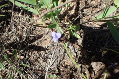 Tradescantia subacaulis