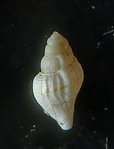 Persian Conch