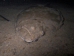 Indian Halibut photo 3
