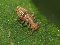 Ectopsocus briggsi