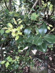 Cinnamomum reticulatum