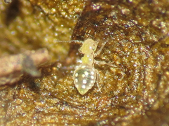 Trichopsocus clarus