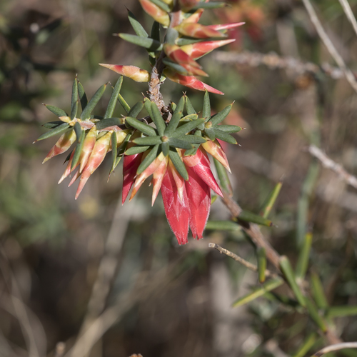 Stenanthera conostephioides, photograph 6