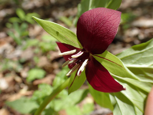 Illscented wakerobin (Trillium rugelii)